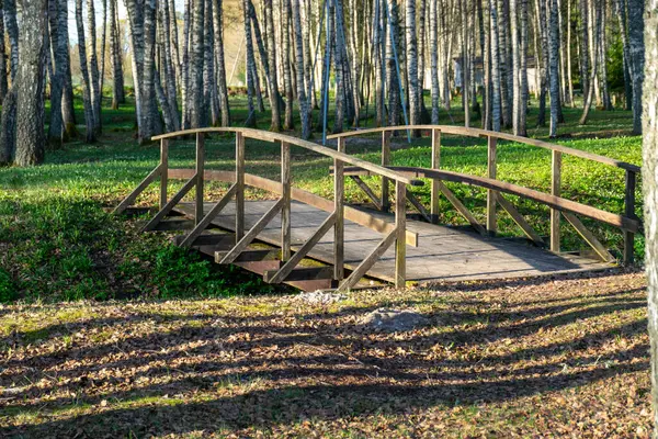 Bir bahar sabahı huş ağacının olduğu manzara, ilk açık yeşil, bahar