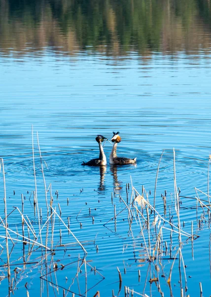 İbikli tarla fareleri, ibikli tarla fareleri çiftleşme ve bahar boyunca birbirlerine büyük ilgi gösterirler.