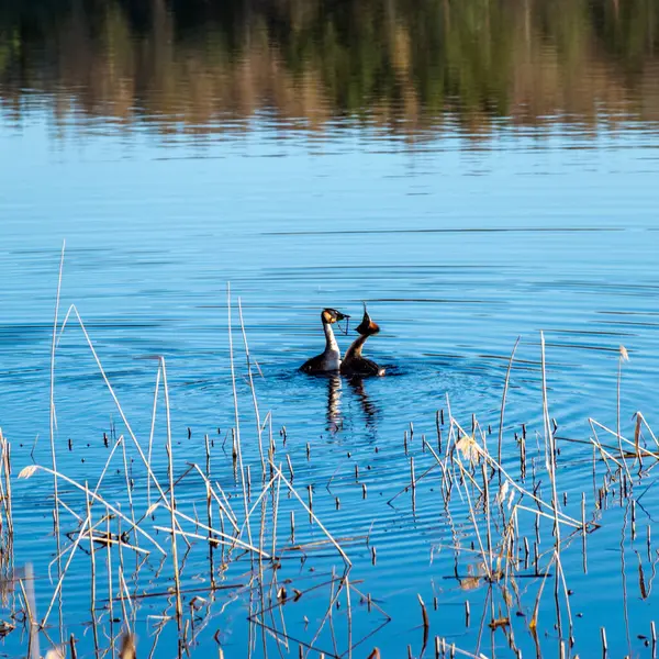 İbikli tarla fareleri, ibikli tarla fareleri çiftleşme ve bahar boyunca birbirlerine büyük ilgi gösterirler.