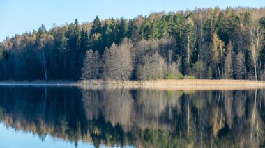 güneşli bahar manzarası sakin göl, ilkbaharın ilk yeşili ağaçlar ve çimenler, bahar
