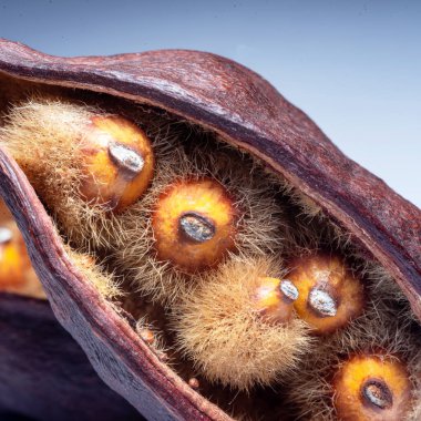 makro fotoğrafçılık, bir bitkinin yakın plan çekimi, açık arkaplan