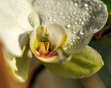 Phalaenopsis orkidesinin yakın çekimi bir kış veya bahar günü çiçek açar.