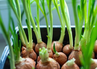 Yiyecek için soğan yetiştirmek, ilkbaharda ilk sağlıklı sebzeler, vejetaryen yiyecekler, pencere kenarında soğan yetiştirmek, vitaminler.