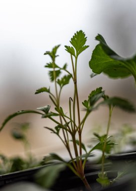 Büyüyen çiçekler, pencere kenarında fidanlar, bitkinin yakın plan fotoğrafı, açık arkaplan
