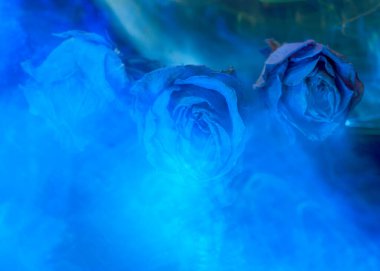 Hafif çizimler, kurumuş, pembemsi bir gül resmi, belirgin taç yaprağı dokusu, açık renkli kuru çiçekler.