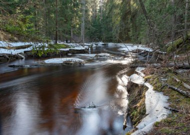 İlkbaharda küçük, vahşi bir nehir, sakin nehir akışı, nehrin kıyısında buz ve kar, doğada bahar, Strikupe, Vaidava, Letonya