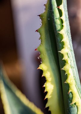 Kapalı alanda büyüyen çiçekler, pencere kenarında fidanlar, bitkinin yakın plan fotoğrafı, açık arkaplan