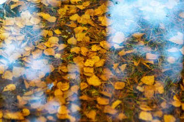 Farklı yaprakların yansımaları, çimenler, bataklığın karanlık sularındaki kum, yağmur dokusu.