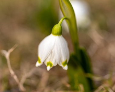 Kar damlaları baharın habercisidir. Kar damlaları popüler süs bitkileridir. Doğada bahar.