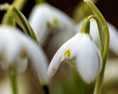 Kar damlaları baharın habercisidir. Kar damlaları popüler süs bitkileridir. Doğada bahar.