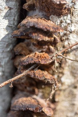 Soyut doku, soyut ağaç büyümesi, eski ağaç gövdesi, ahşap üzerinde doğa izleri, arka plan için uygun, bahar