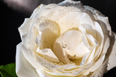 Güzel makro fotoğrafçılık, bitkiye yakın çekim, beyaz bir gülün makro fotoğrafı.