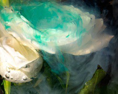 Suya batırılmış beyaz bir gülün soyut fotoğrafı, renkli su, soyutlama, ilginç doku, suya batırılmış bitkiler.