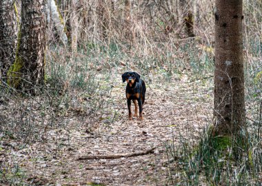 Ormanda bir köpekle bahar yürüyüşü, çıplak ağaçlar, yeşilliksiz doğa, toprak kuru ağaç yapraklarıyla kaplı, ilkbaharın başlarında