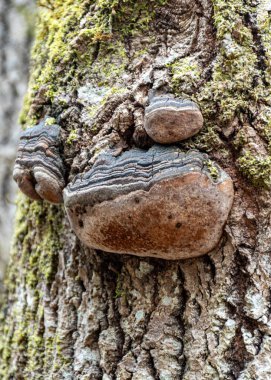 Soyut ağaç büyümesi, eski ağaç gövdesi, ahşap üzerinde doğa izleri, yay.