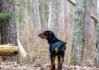 Ormanda bir köpekle bahar yürüyüşü, çıplak ağaçlar, yeşilliksiz doğa, toprak kuru ağaç yapraklarıyla kaplı, ilkbaharın başlarında