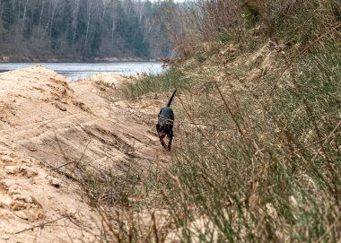 Köpekle bahar yürüyüşü, kumlu nehir kıyısı, geçen yılın çimenleri, yeşilliksiz doğa, ilkbaharın başı.
