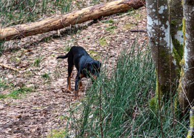 Ormanda bir köpekle bahar yürüyüşü, çıplak ağaçlar, yeşilliksiz doğa, toprak kuru ağaç yapraklarıyla kaplı, ilkbaharın başlarında