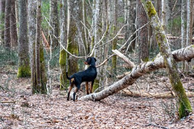 Ormanda bir köpekle bahar yürüyüşü, çıplak ağaçlar, yeşilliksiz doğa, toprak kuru ağaç yapraklarıyla kaplı, ilkbaharın başlarında