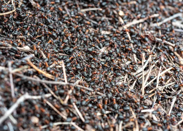 Baharda karınca yuvası, ilkbaharın ilk ılık günlerinde uyanmış karıncalar, ormanın içinde karınca yuvası, bahar günü.