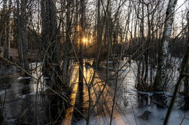 Muhteşem gün doğumu, gün batımı, sel basmış göl kıyıları, su ve buzdaki ağaç gövdeleri, yansımalar, ağaçların koyu gölgeleri, bahar.