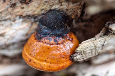 Soyut doku, soyut ağaç büyümesi, eski ağaç gövdesi, ahşap üzerinde doğa izleri, arka plan için uygun, bahar