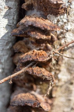 Soyut doku, soyut ağaç büyümesi, eski ağaç gövdesi, ahşap üzerinde doğa izleri, arka plan için uygun, bahar