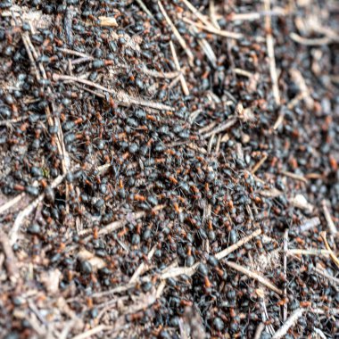 Baharda karınca yuvası, ilkbaharın ilk ılık günlerinde uyanmış karıncalar, ormanın içinde karınca yuvası, bahar günü.