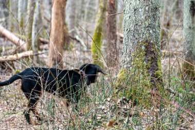 Ormanda bir köpekle bahar yürüyüşü, çıplak ağaçlar, yeşilliksiz doğa, toprak kuru ağaç yapraklarıyla kaplı, ilkbaharın başlarında