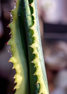 makro fotoğraf, pencere kenarındaki bitki güneş ışığı arka planında büyüyen tohum, bahçıvanın konsepti.