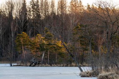 Bahar sabahı, akşam, bataklık gölü kıyısı, kışın sonunda bataklık bitkisi, doğada ilkbahar.