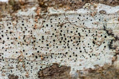 Soyut doku, soyut ağaç büyümesi, eski ağaç gövdesi, ahşap üzerinde doğa izleri, arka plan için uygun, bahar