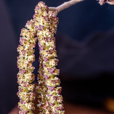 güzel makro fotoğrafçılık, bitki yakın çekimi, fındık çiçeği yakın plan, makro fotoğraf.