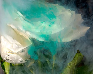 Suya batırılmış beyaz bir gülün soyut fotoğrafı, renkli su, soyutlama, ilginç doku, suya batırılmış bitkiler.