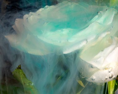 Suya batırılmış beyaz bir gülün soyut fotoğrafı, renkli su, soyutlama, ilginç doku, suya batırılmış bitkiler.