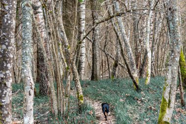 Ormanda bir köpekle bahar yürüyüşü, çıplak ağaçlar, yeşilliksiz doğa, toprak kuru ağaç yapraklarıyla kaplı, ilkbaharın başlarında