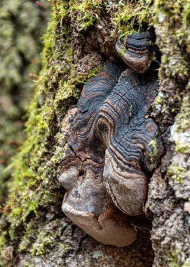 Soyut ağaç büyümesi, eski ağaç gövdesi, ahşap üzerinde doğa izleri, yay.