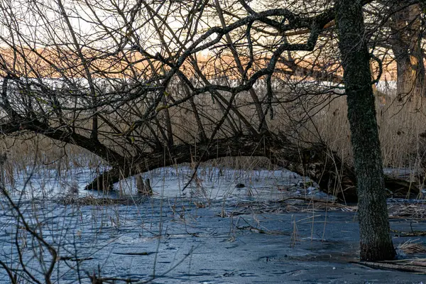 Bahar sabahı, akşam, bataklık gölü kıyısı, göl kıyısında terk edilmiş tekneler, kışın sonları, doğanın ilk baharları.