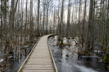 Coastal stand of forest flooded in spring, trail in flooded deciduous forest with wooden footbridge, Slokas lake walking trail, Latvia, spring clipart