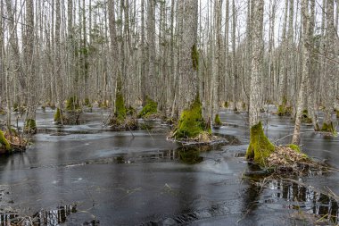 Flooded forest, forest wetland, melting snow and ice, puddles of water between tree trunks reflecting forest and tree shadows, Slokas nature trail, Latvia, spring clipart