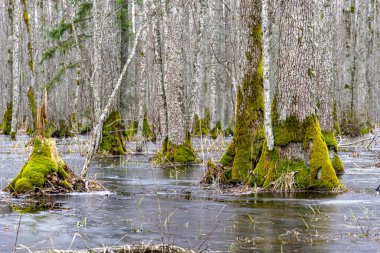 Flooded forest, forest wetland, melting snow and ice, puddles of water between tree trunks reflecting forest and tree shadows, Slokas nature trail, Latvia, spring clipart