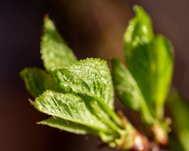 Kiraz çiçeği yakın plan, makro fotoğraf, beyaz çiçekler, bahar