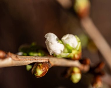 Kiraz çiçeği yakın plan, makro fotoğraf, beyaz çiçekler, bahar