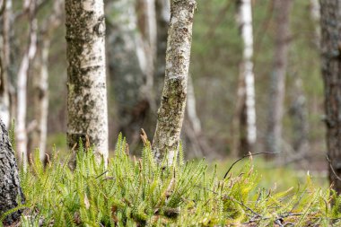Ağaç gövdeleri, bir sürü huş ağacı, bahar