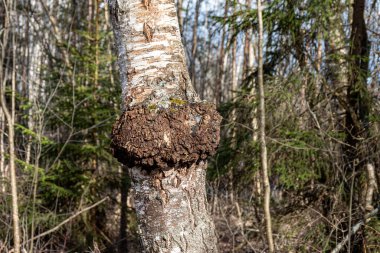 Bir huş ağacında yetişen Chaga mantarı. Yaşayan ağacın gövdesine yakın çekim yapan mantar chaga siyah huş ağacı. Bitki çayı yapmak için kullanılır.