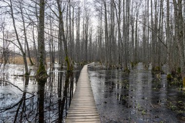Coastal stand of forest flooded in spring, trail in flooded deciduous forest with wooden footbridge, Slokas lake walking trail, Latvia, spring clipart