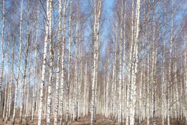 Beyaz huş gövdeleri olan bahar manzarası, ilkbaharda yapraksız ağaçlar, huş ağaçları...