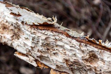 Soyut ağaç büyümesi, eski ağaç gövdesi, ahşap üzerinde doğa izleri, yay.