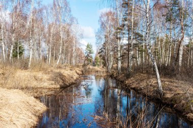 Baharda bataklık hendeği, suyun yüzeyindeki ağaçların güzel yansımaları, baharda yapraksız ağaçlar, uzun zamandır gelişmiş bataklık, bahar