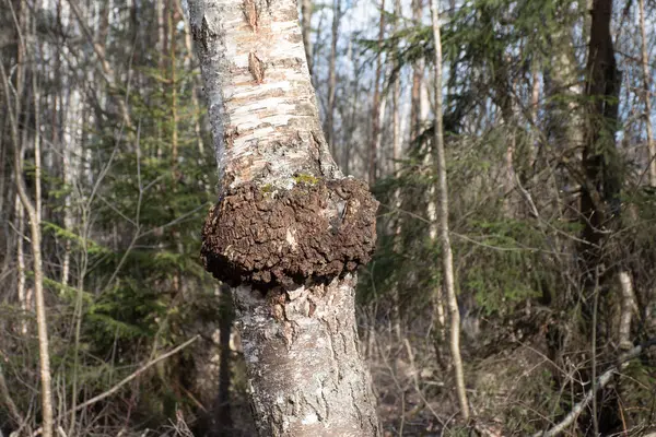 Bir huş ağacında yetişen Chaga mantarı. Yaşayan ağacın gövdesine yakın çekim yapan mantar chaga siyah huş ağacı. Bitki çayı yapmak için kullanılır.